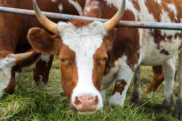 Padok inek: pastoral sığır ülke.