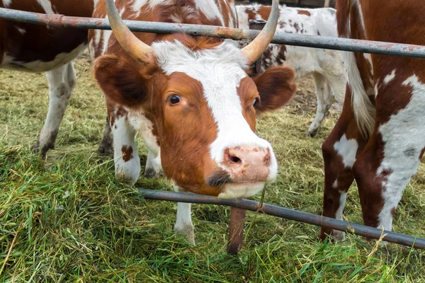 Mucche nel paddock: campagna pastorale per bovini . — Foto Stock