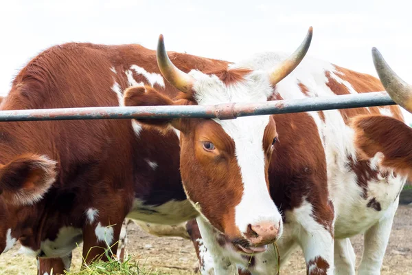 Háztáji legelő tehenek: legeltetéses szarvasmarha ország. — Stock Fotó