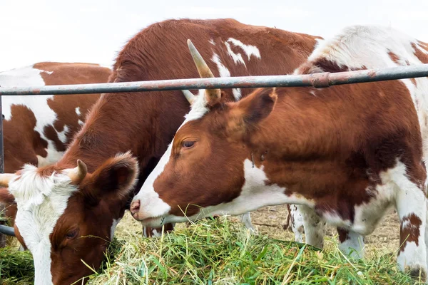 Padok inek: pastoral sığır ülke.