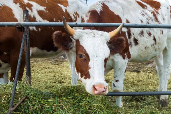 Háztáji legelő tehenek: legeltetéses szarvasmarha ország. — Stock Fotó