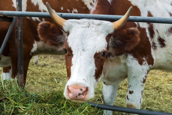 Padok inek: pastoral sığır ülke.