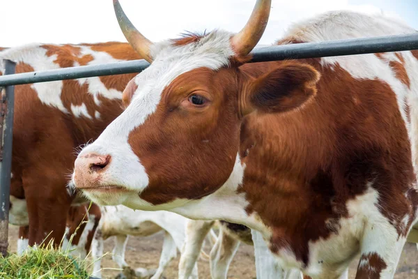 Padok inek: pastoral sığır ülke.