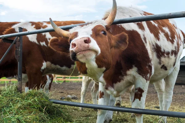 Vacas em paddock: pastoris de gado . — Fotografia de Stock