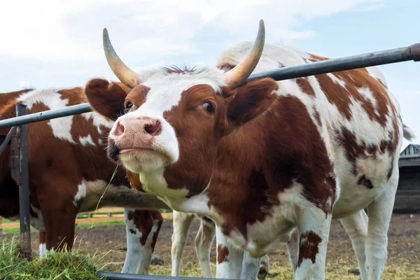 Vacas em paddock: pastoris de gado . — Fotografia de Stock