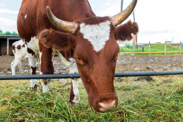 Vacas em paddock: pastoris de gado . — Fotografia de Stock