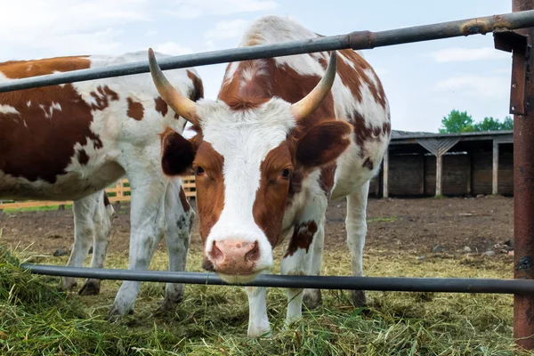 Vacas em paddock: pastoris de gado . — Fotografia de Stock