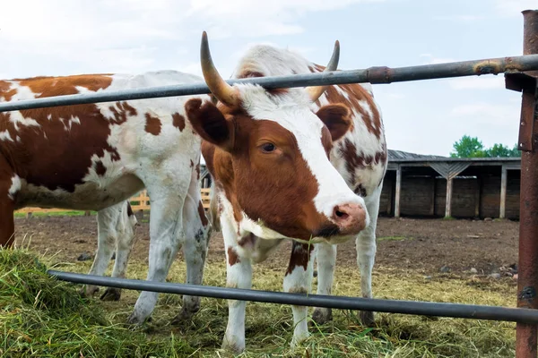 パドックで牛: 牧歌的な牧場地帯. — ストック写真