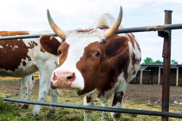 Αγελάδες σε μάντρα: Ποιμαντική βοοειδή της χώρας. — Φωτογραφία Αρχείου