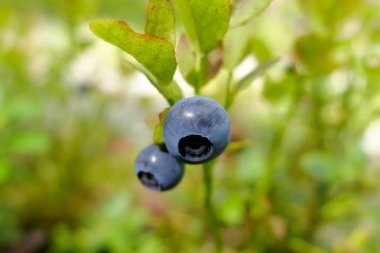 Berry yaban mersini vizyon geliştirmek için. Vitamin doğa doğal formunda. Malzeme çekme çilek yaz aylarında. Bilberry yaprakları tıp kullanır.