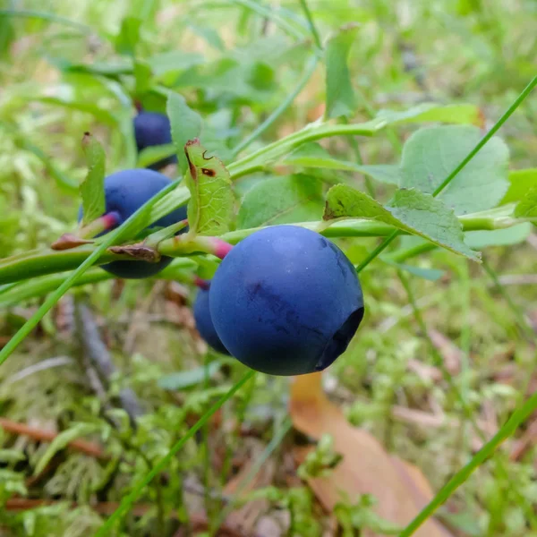 Bessen Bosbessen Verbeteren Visie Vitaminen Natuurlijke Vorm Natuur Plukken Bessen — Stockfoto