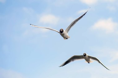 Martılar çifti mavi gökyüzünde uçmak.