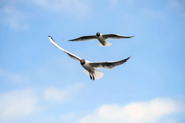 カモメのペアが青い空に舞い上がる. — ストック写真