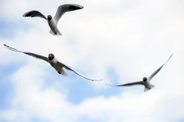 Flock fiskmåsar i den blå himlen. — Stockfoto