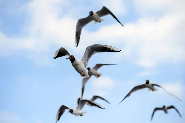 Mavi gökyüzünde Flock martılar. — Stok fotoğraf