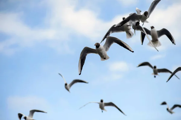 Flock fiskmåsar i den blå himlen. — Stockfoto