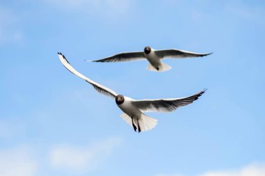 Martılar çifti mavi gökyüzünde uçmak.