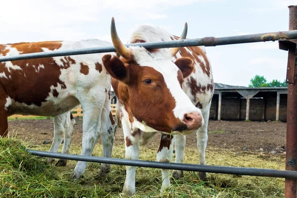 Mucche in paddock: bovini pastorali . — Foto Stock