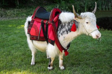 Tibet öküz veya seni arıyordum.