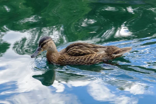 Anatra selvatica galleggia sull'acqua . — Foto Stock