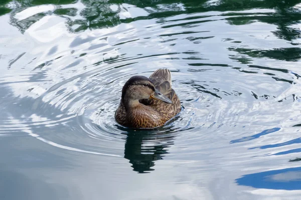 Divoká kachna plave na vodě. — Stock fotografie