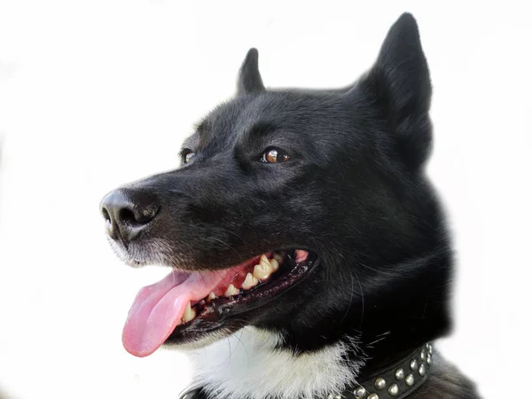 De honden laika look. — Stockfoto