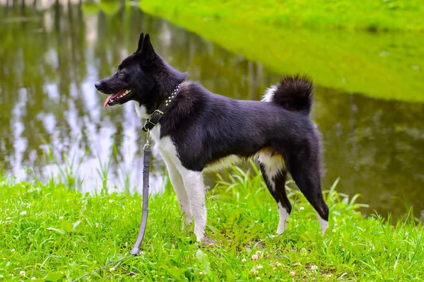 Husky çayır üzerinde duran.