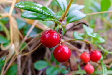 Faydalı bitki dal bir meyve. Yiyecek doğanın hediyeler.