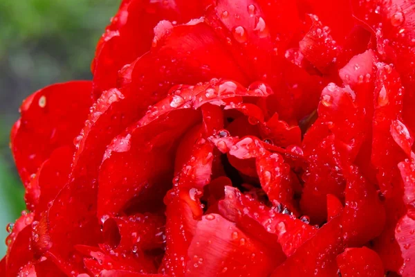 Bela Flor Após Chuva Florescendo Perto — Fotografia de Stock