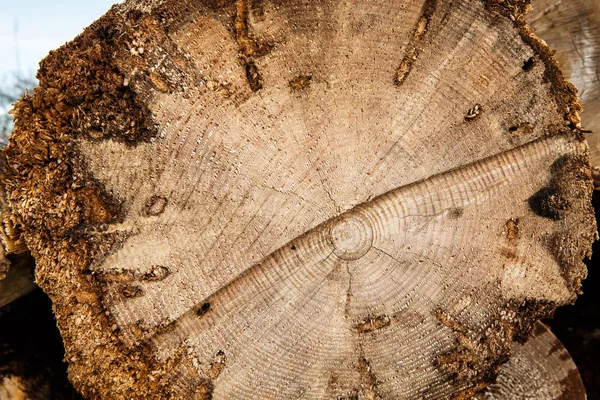 切断された木の幹. — ストック写真