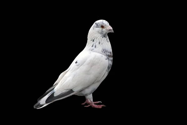 Noble white dove isolated on a black background close. — Stock Photo, Image