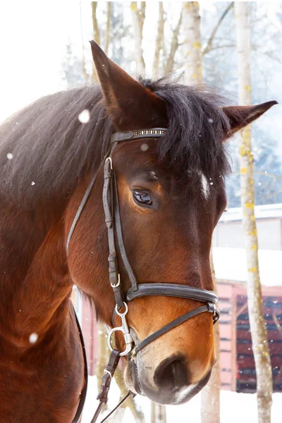 Härdiga Valack Med Tjockt Hår Kastanj Färg Drog Tömmarna Frost — Stockfoto