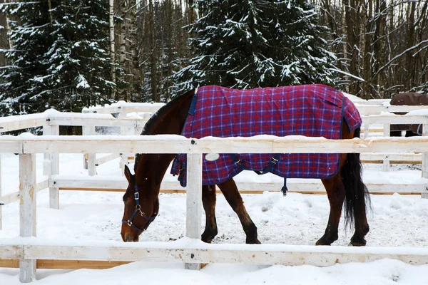 Χειμωνιάτικες κουβέρτες για άλογα. — Φωτογραφία Αρχείου