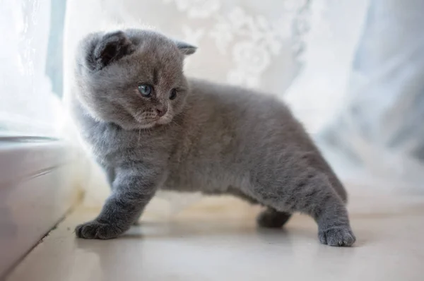 Plush kitty in a model pose. — Stock Photo, Image