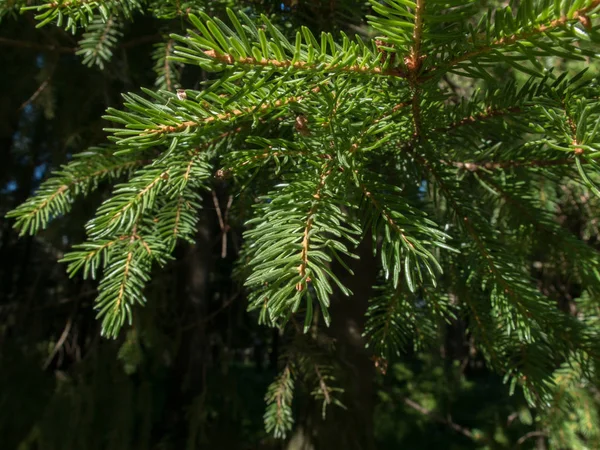 Ramos de abeto em uma floresta de coníferas . — Fotografia de Stock