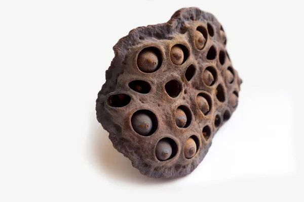 Ovary with seeds of the Lotus orehonosny. — Stock Photo, Image