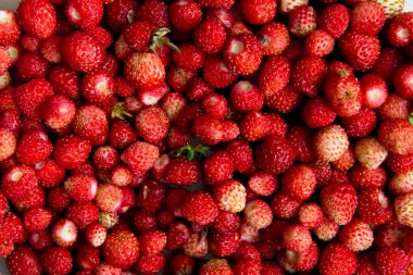 Arka plan yabani çilek toplama.