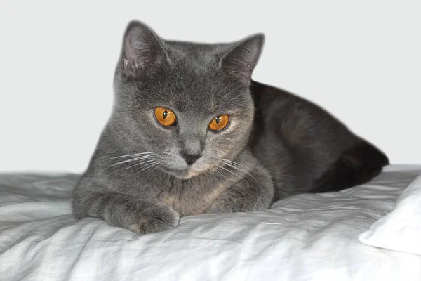 Los ojos amarillos del gato británico . —  Fotos de Stock