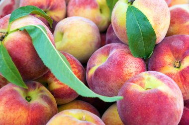 Büyük sulu şeftali arka plan.