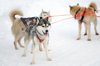 Kızak Husky köpekleri. Kuzey çalışma kızak köpeği. Karda sürmeyi koşum kışın halletme aktif dış yapraklar.