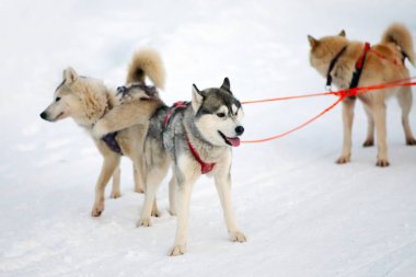 Kızak Husky köpekleri. Kuzey çalışma kızak köpeği. Karda sürmeyi koşum kışın halletme aktif dış yapraklar.