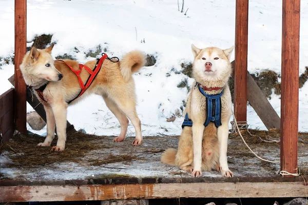 Kızak Husky köpekleri. Kuzey çalışma kızak köpeği. Karda sürmeyi koşum kışın halletme aktif dış yapraklar.