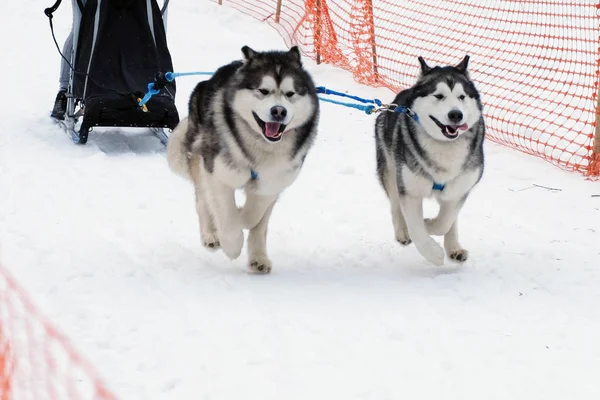 Husky sled tandem driven by musher.