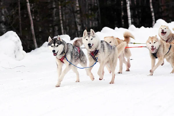 Sibirya köpek kızağı insanlar kuzeyde tahrik.