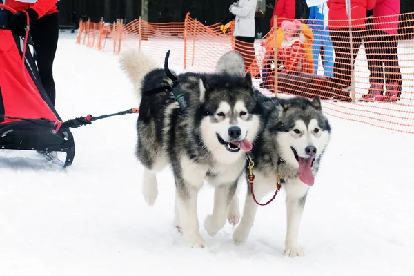 Husky sled tandem driven by musher.