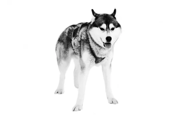 Sanki psów w zaprzęgu na na białym tle w biały. — Zdjęcie stockowe