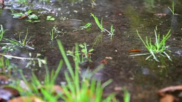 Las gotas de lluvia caen al agua . — Vídeo de stock