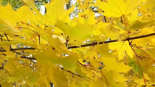 Φθινοπωρινά φύλλα στον άνεμο. — Αρχείο Βίντεο