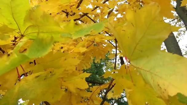 Feuilles d'automne dans le vent. — Video