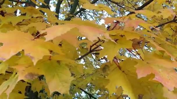 Herfstbladeren in de wind. — Stockvideo